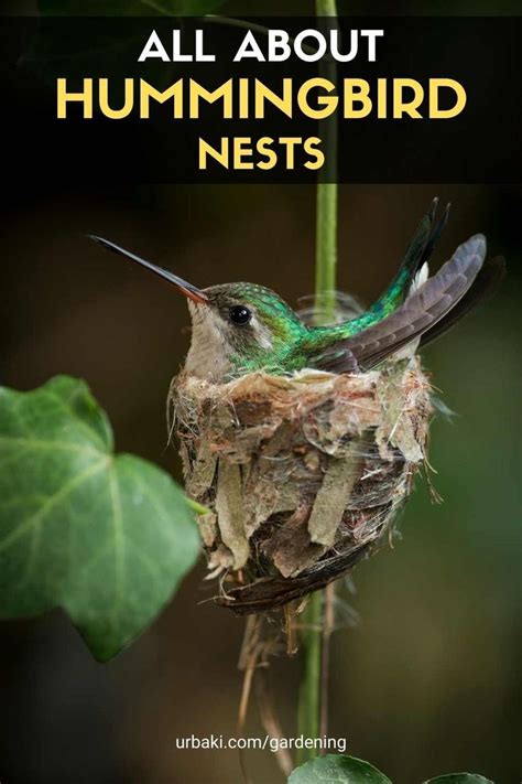 The Fascinating World Of Hummingbird Nests