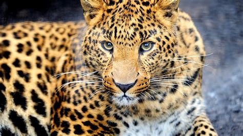 The Jag Jaguar Jaguar Cat Big Cat Hd Wallpaper Peakpx