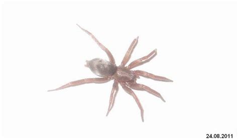 Mouse Spider Facts Venom And Habitat Information