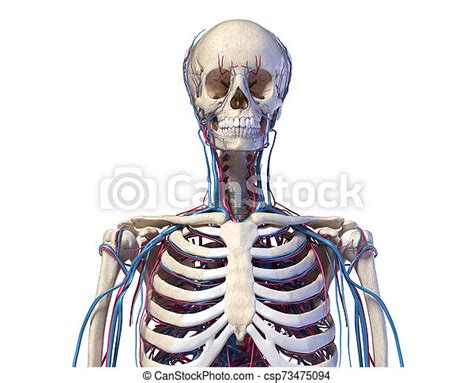 Human Torso Anatomy Skeleton With Veins And Arteries Front View