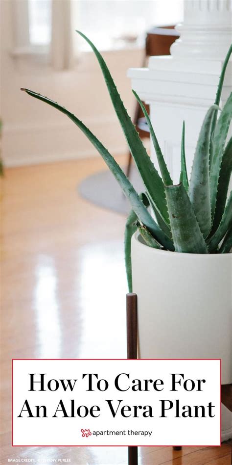 Everything You Need To Know About Caring For Aloe Vera Aloe Vera