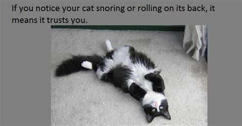 Interesting Cat Facts You Probably Dont Know Pictures Photos And