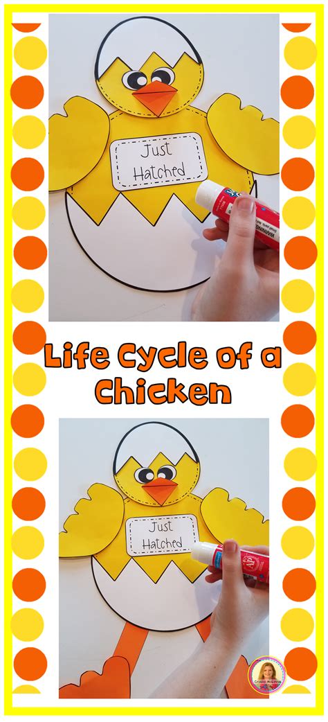 Life Cycle Of A Chicken Craft Template Life Cycles Preschool Activities