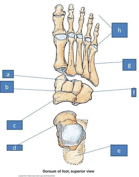 Anatomy Block Iii Foot Flashcards Easy Notecards