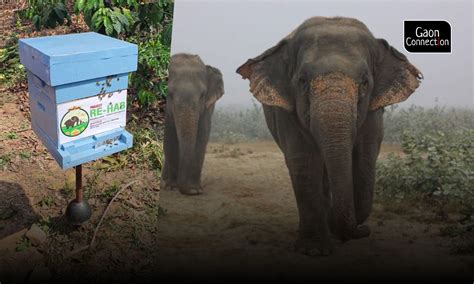 Creating A Buzz To Tackle An Elephantine Problem Gaonconnection Your Connection With Rural India