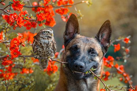 A Friendship Between An Owl And A Dog Eizo