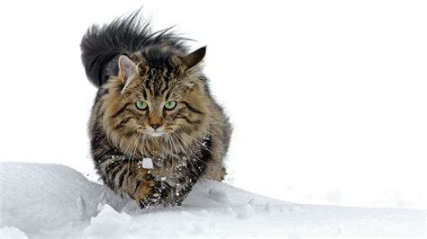 Viking Cat Skeletons Reveal A Surprising Growth In The Size Of Felines