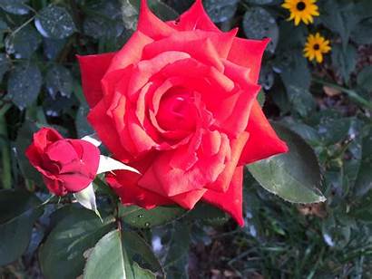 Roses Fragrant Garden Rose Dolly Parton Scent