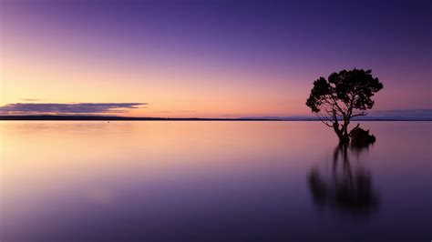 Lone Tree Reflecting In The Sunset By Cleverpix