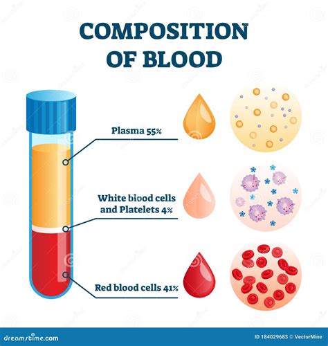 Composition Of Blood Vector Illustration Labeled Anatomical Structure