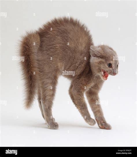 Cat Arching Studio Hi Res Stock Photography And Images Alamy