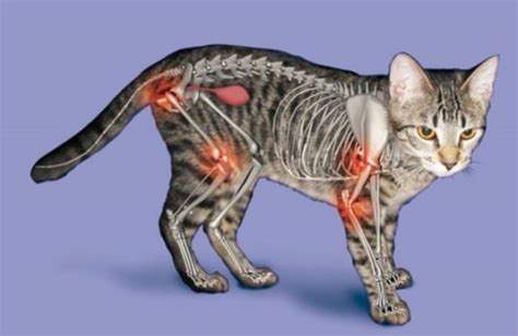 Kako Prepoznati Simptome Artritisa Kod Pasa I MaČaka Pet Portal