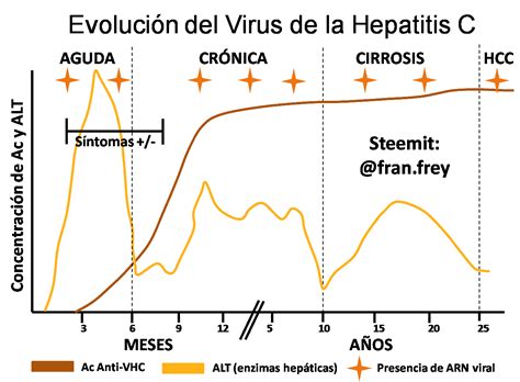 Cuando Se Cura La Hepatitis C El Virus Permanece En El Cuerpo Hepatitis Org
