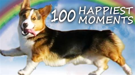 A Dogs Life Corgi Puppys 100 Happiest Moments Youtube