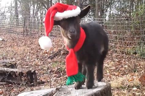 This Baby Goat Wearing A Santa Hat Will Give You The Feels Baby Goats