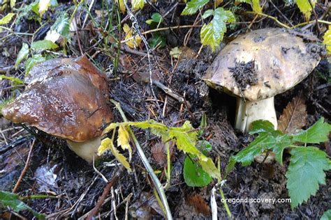 Wild Edible Mushroom Season In Oregon Oregon Discovery