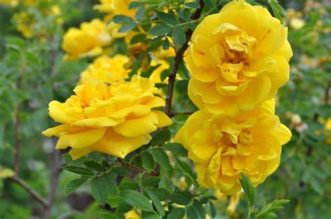 Persian Yellow Heirloom Shrub Rose Bush Extremely Hardy Bareroot