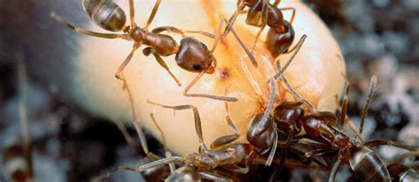 C'est un traitement anti fourmis naturel et non toxique. Quand les fourmis s'en vont en guerre