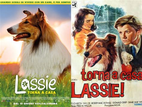 lassie torna a casa riappare il collie più famoso al mondo donna moderna