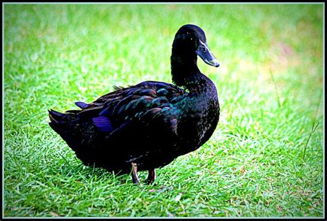 Black Duck Black Ducks Cute Animal Pictures Duck