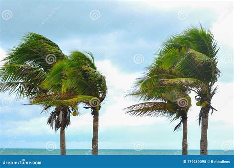 Palm Tree At Hurricane Windstorm Strong Wind Make Palm Leaf Heavy Blow