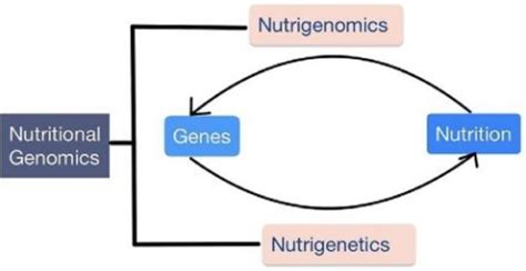 1 Components Of Nutritional Genetics Relationship Between The Two