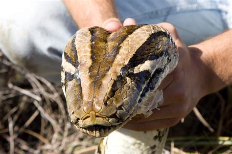 In Florida Everglades Pythons And Anacondas Dominate Food Chain The