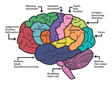 Brain Puzzle Neuroscience Program