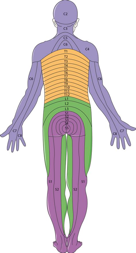 Dermatomes Servier Medical Art