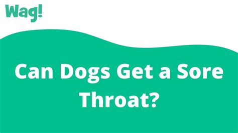 How Can You Tell If Your Dog Has A Sore Throat
