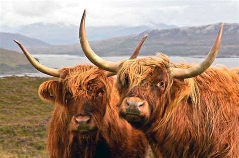 Highland Cows Near Elgol Isle Of Skye A Couple Of The Isl Flickr