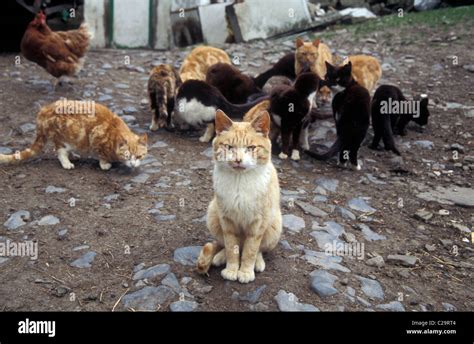 Feral Cats In Farmyard Hi Res Stock Photography And Images Alamy
