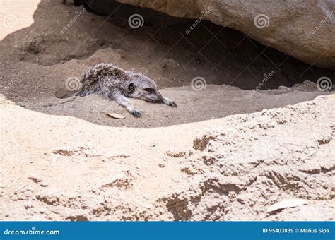 Meerkat Resting Stock Image Image Of Africa Standing 95403839