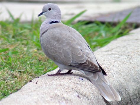 Mourning Dove Neighbors Dfw Urban Wildlife