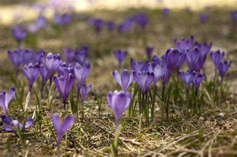 Blooming Violet And Blue Crocus In The High Mountains In Early Spring