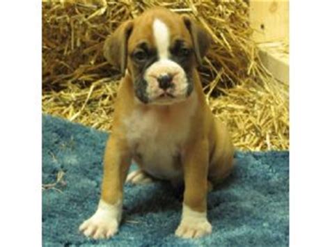 The average is about eight or nine. Boxer Puppies FOR SALE ADOPTION from TOMS RIVER New Jersey ...