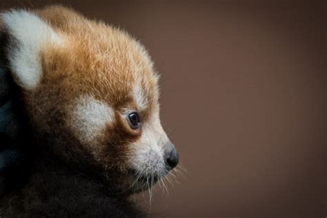 Double The Fluff Twin Red Pandas Born At Cleveland Zoo