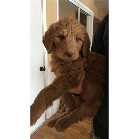 Very friendly and gorgeous yorkshire terrier puppy for sale. Goldendoodle Puppies for Sale - 4 males and 1 female left ...