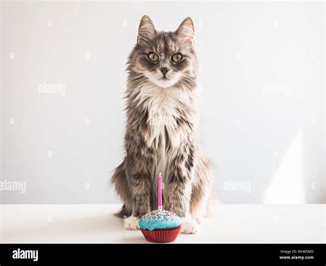 Cute Fluffy Gray Kitten And A Festive Cupcake With One Candle On A