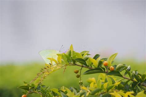Light Lime Green Butterfly Stock Photo Image Of Branch 175772478