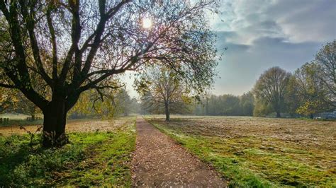Free Images Landscape Tree Nature Forest Path Grass Sky Mist
