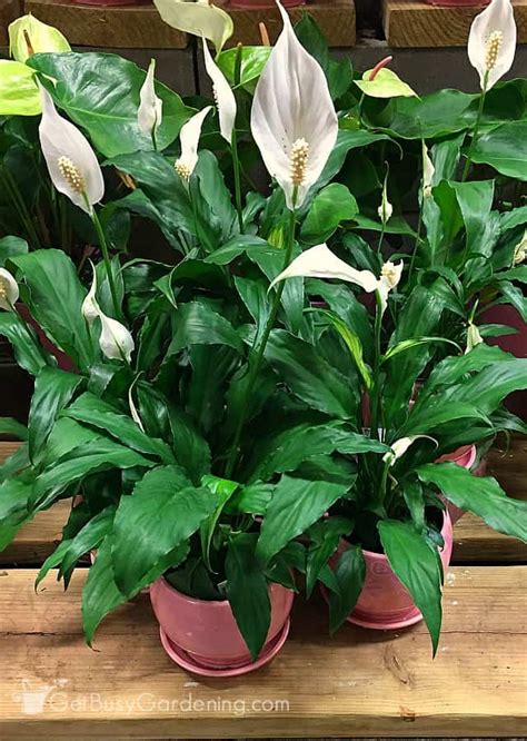Peace Lily Plant Care Guide How To Grow A Peace Lily