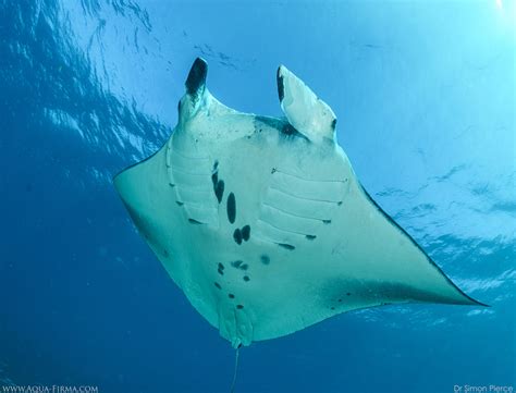 Manta Ray Facts From Our Manta Research And Photography Teams