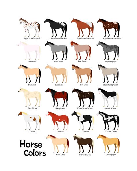 Various Colors Of Horses Chart Svg Png  1620 Etsy Singapore