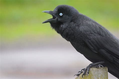 125 Little Raven Corvus Mellori Southeastern Australia Aves