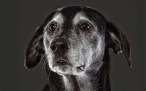 We did not find results for: Beautiful Old Dogs: Touching Portraits of Our Senior Best ...