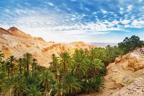 Chebika Oasis Tozeur The Lost Paradise Of Tunisia