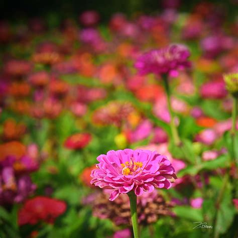 Zinnia Field Photograph By Ingrid Zagers