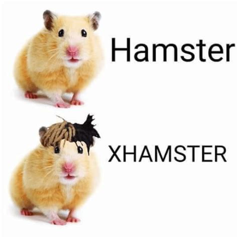 Hamster Xhamster Hamster Meme On Meme