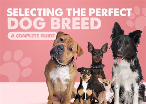 Selecting The Perfect Dog Breed A Complete Guide